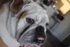 Os dentes do Bulldog Americano precisam ser escovados com frequência