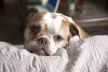 Raça Bulldog Americano veio dos Estados Unidos