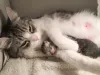 Gestação de gato: olha essa nova mamãe abraçando seu bebê! Coisa mais fofa!