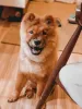 A Nala é uma Chow Chow caramelo que ama crianças