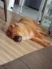 A raça de cachorro Chow Chow costuma ser reservada com estranhos