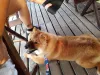 Contrariando um pouco o padrão da raça Chow Chow, a Nala ama viajar e passear