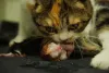 Gravidez de gato: a nova mamãe lambe os filhotes para que eles possam respirar