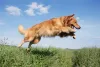 Golden Retriever pulando em gramado