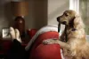 Golden Retriever com as patas apoiadas em sofá vermelho