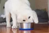Golden Retriever filhote comendo