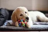 Golden Retriever filhote brincando com bolinha