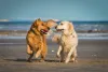 Golden Retriever dourado e bege