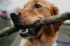 Golden Retriever com galho na boca
