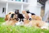 Golden Retriever com vários gatos em cima dele
