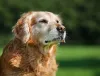 Golden Retriever idoso com os pelinhos esbranquiçados