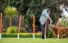 Golden Retriever fazendo treino de agility