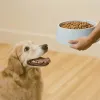 Golden Retriever esperando para comer