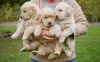 Três filhotes de Golden Retriever no colo