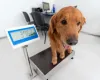 Golden Retriever em cima de balança