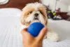 Cachorro da raça Shih Tzu prefere brincadeiras mais simples, como correr atrás da bolinha