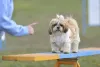 Shih Tzu é inteligente e capaz de aprender os comandos