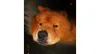 A maioria dos Chow Chow, como o Aslan, adora a companhia dos donos!