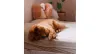 Cachorro Chow Chow: o Aslan quase não dá trabalho e passa o dia dormindo
