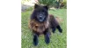 A Kyra é um Chow Chow preto de cinco anos que foi resgatada de maus-tratos