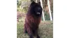 Chow Chow: cheia de personalidade, a Kyra tem um comportamento dominante