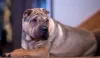 O Shar Pei é um cão tranquilo que consegue ficar sozinho por um tempo