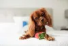 Criar cachorro em apartamento não é difícil com o Cavalier King Charles Spaniel