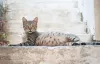 Como saber se a gata está grávida? É necessário observar o aumento na barriga e nas mamas da gatinha