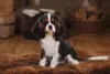 O Cavalier King Charles Spaniel é dócil e muito companheiro
