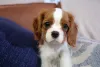 Um dos cachorros para ter em apartamento certamente é o Cavalier King!