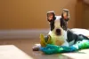 O Boston Terrier não é tão agitado quanto outras raças