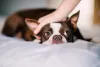 Além de um ótimo cachorro para apartamento, o Boston Terrier é muito apegado