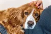 Como um bom cachorro para apartamento, o Cocker Spaniel é um grude com a famí­lia