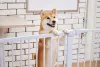 É possível ter um cachorro de apartamento grande que nem o Akita
