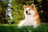 Apesar de grande, o Akita é muito tranquilo e independente