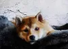 Cachorros para apartamento que ficam sozinhos: o Akita não tem problema quanto a isso