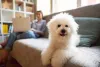 Raças de cachorro pequeno para apartamento: Bicho Frisé não pode faltar na lista!