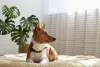 Dos cães para apartamento, o Basenji é uma raça que não late