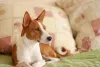 O Basenji é um cãozinho de fácil convivência