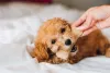 Para criar cachorro em apartamento, Poodle precisa de muitas brincadeiras