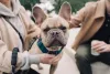 Apesar de um bom cachorro de apartamento, Bulldog Francês não gosta de ficar só