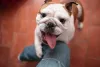 A raça de cachorro Bulldog é bem esperta e brincalhona