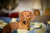 Dachshund é uma das raças de cachorro para apartamento