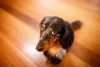 Cachorro para apartamento pequeno: raça se dá bem em espaços menores