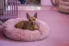 O Pinscher é um bom cachorro para apartamento