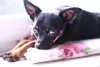 Cachorro de apartamento: Pinscher pode ter vários tamanhos, mas é sempre pequeno