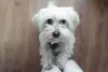 Raças de cachorro para apartamento: Maltês se adapta bem