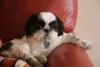 O Shih Tzu é um cãozinho super amigável e tranquilo
