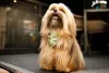 Cachorro de apartamento: Lhasa Apso pode ser um pouco barulhento