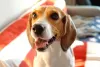 O Beagle tem um temperamento extrovertido e brincalhão